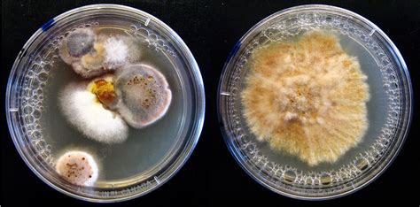 Taming The Fungus Cornell Mushroom Blog
