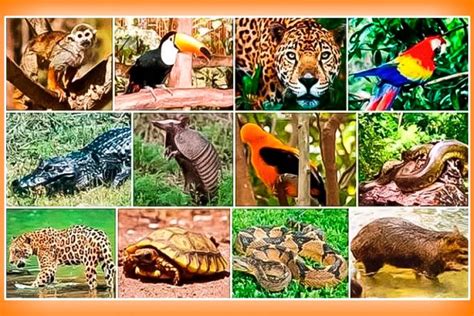 top 170 biodiversidad en el peru flora y fauna anmb mx