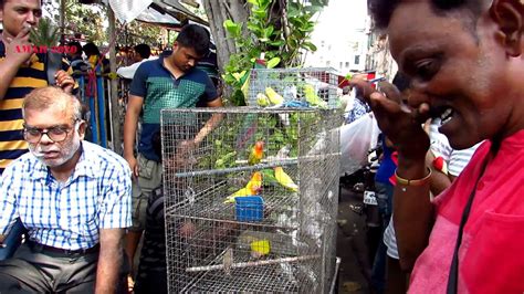 Galiff Street Exotic Bird Market Kolkata India 27th May 2018 Visit