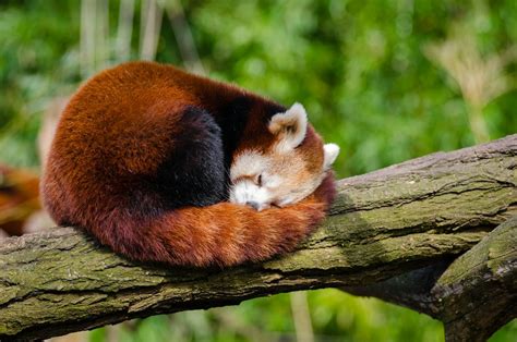 Red Panda Sleeping On Tree Branch · Free Stock Photo