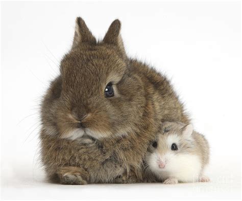 Rabbit And Roborovski Hamster Photograph By Mark Taylor Pixels