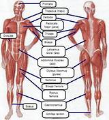 Human Muscles Core