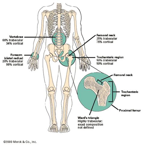 Bones And Cartilage Yin Yoga