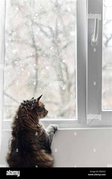 Domestic Cat Standing Window Hi Res Stock Photography And Images Alamy