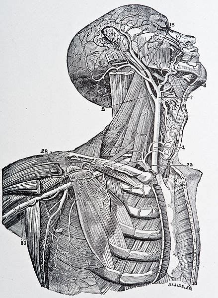 Scientific Illustration Anatomy Art Human Anatomy Art Medical