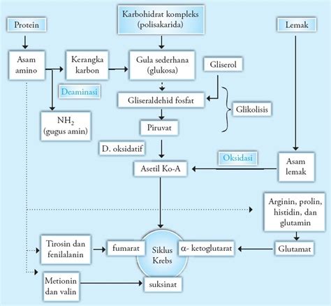 Seputar Kandungan Hubungan Antara Katabolisme Lemak Protein Dan