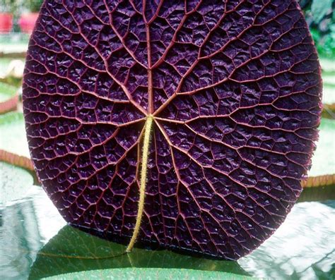 Formas Geometricas Na Natureza