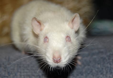White Rat About Pink And Black Eyed Whites Pew And Bew Understanding