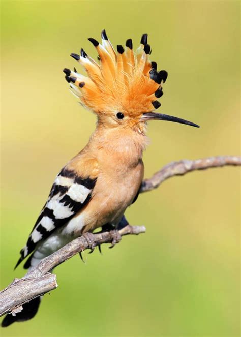 30 Hoopoe Facts Fly Catching Punk Rocker 3 Species Of Upupa