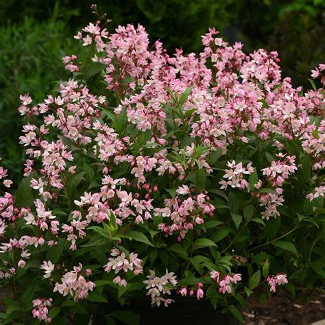 Yuki Cherry Blossom® Deutzia Jackson And Perkins