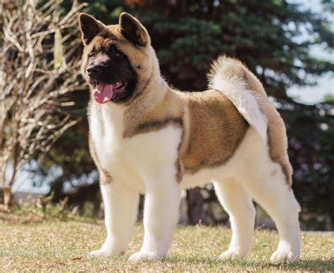 A Large Dog Breed From Mountainous Japan