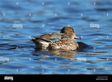 Green Winged Teal Anas Crecca Hi Res Stock Photography And Images Alamy