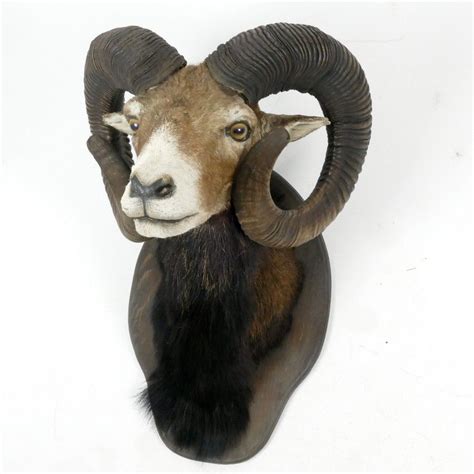 Mouflon Ram Shoulder Mount With Impressive Curved Horns Natural