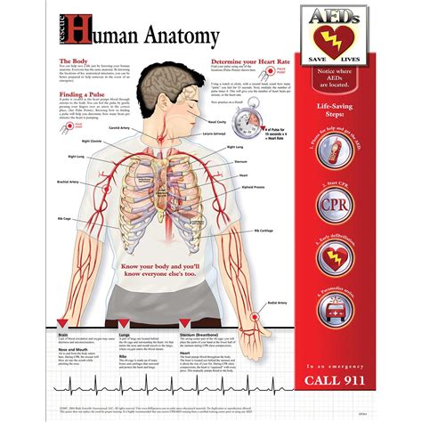 Laminated Anatomy Charts