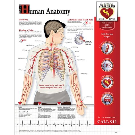 Human Bone Anatomy Chart Making The Ordinary Extraordinary Brief