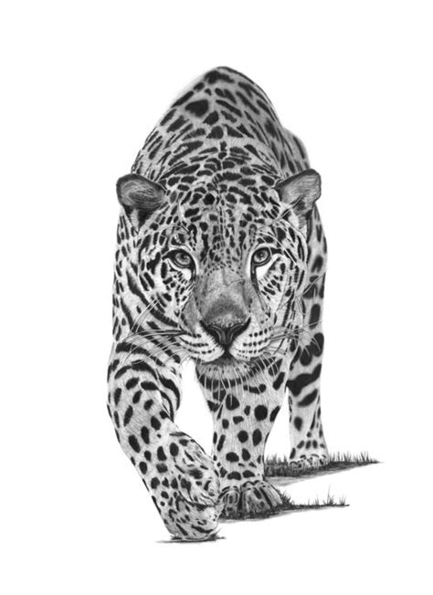 Leopard Drawing By Paul Stowe Artmajeur