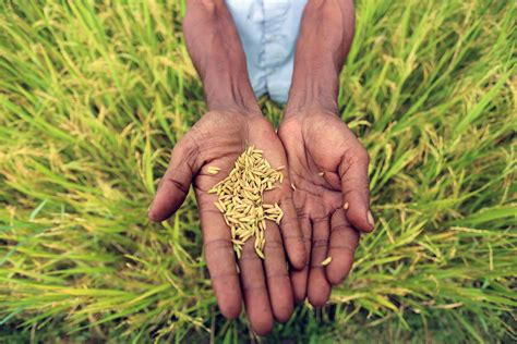 Bangladesh Triples Rice Production With Help Of Nuclear Science Iaea