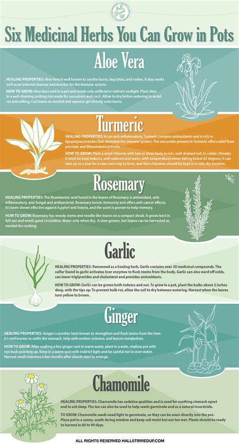 6 Medicinal Herbs You Can Grow In Pots Infographic Medicinal Herbs