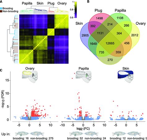 Gene Expression Across Organs And Brooding Stages In Oryzias Eversi A