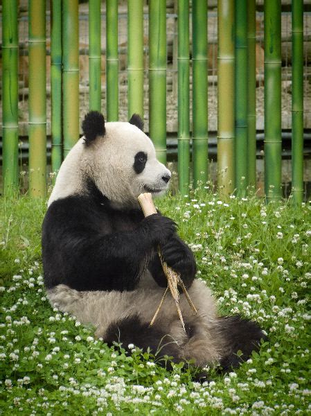 Giant Panda Bear Animal Facts And Information