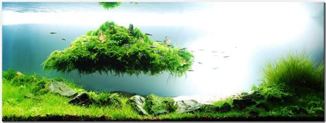 If you have a freshwater tank, or if you have freshwater fishes, you would make use of plants which thrive on freshwater. Manage your freshwater aquarium, tropical fishes and ...