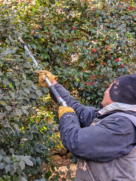 While holly trees can be pruned at almost anytime of the year, the days around christmas are coincidentally the best time to prune. The Martha Stewart Blog : Blog Archive : Pruning the Holly
