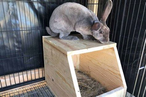 Creating The Perfect Bunny Nest All You Need To Know About Rabbit Home