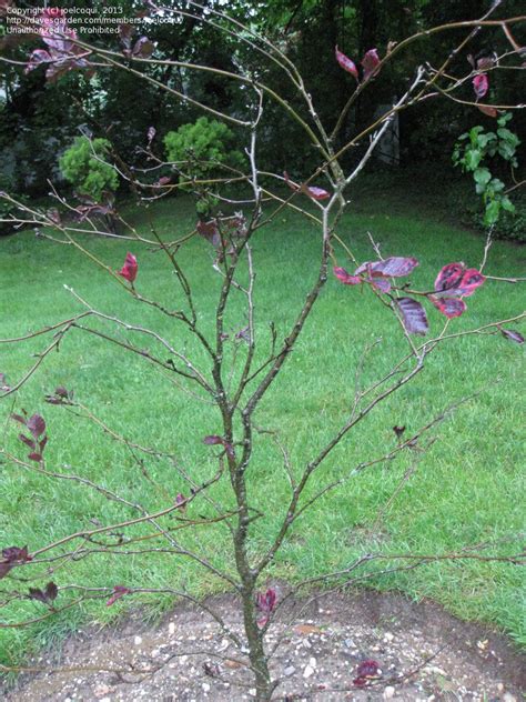 Garden Pests And Diseases Tri Colored Beech Tree Almost Leafless 1 By