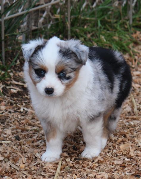 This designer breed can also be registered through idcr (international designer canine registry) and ica (international canine. Mini Aussies Oregon City Shepherd Portland Sale Breeder ...