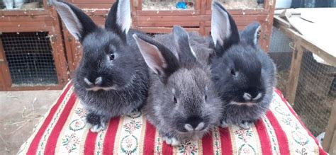 Rabbits Rehome Buy And Sell Preloved Unusual Animals Rabbit