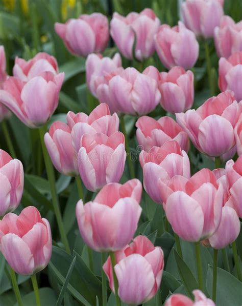 Pink Tulips Stock Image Image Of Botanical Soft Petals 48359799