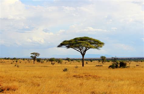 Plants Of The African Savanna Usa Today