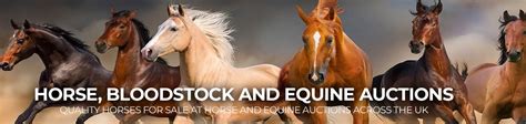 Horse And Equine Auctions Uk Auction Search Search All Uk Auctions