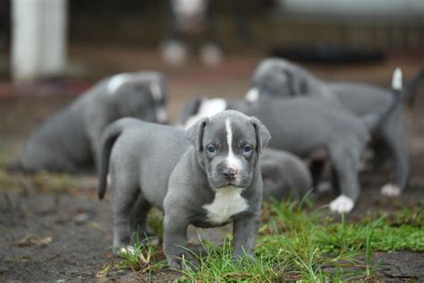 Follow san diego bullies availabull blog for the most recent updates and available puppies. American Pit Bull Terrier Puppies For Sale | San Diego, CA #268069