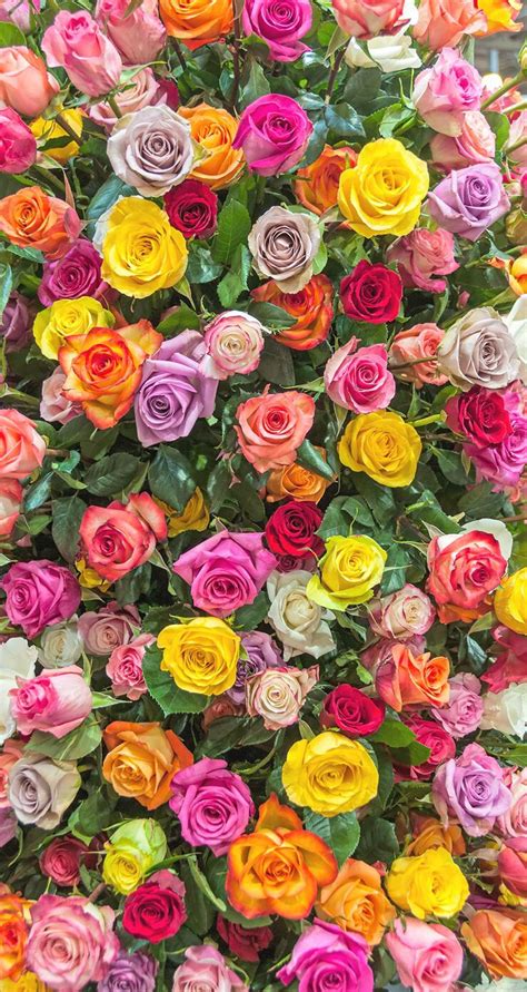 Pink Yellow Lilac Roses Iphone Wallpaper Background Phone Lock Screen