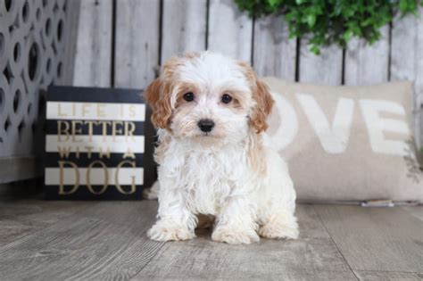 Hey there all you lovable expecting parents out there! Max - Incredible, CavaPoo - Puppies Online
