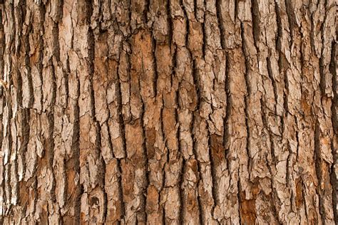 Tree Bark Texture Stock Photos Pictures And Royalty Free Images Istock