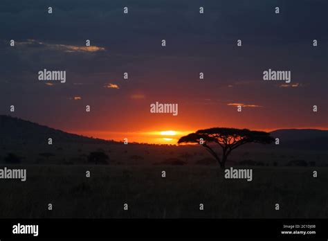 African Acacia Tree Sunset Serengeti Hi Res Stock Photography And