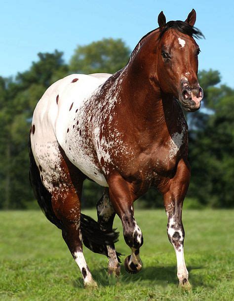 The Secret Pardon Hypp Nn Aphc Stallion Appaloosa Horses Horses