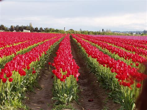 Plan your washington state vacation with la conner as your home base. Tulip Festival Washington State | Tulip festival ...