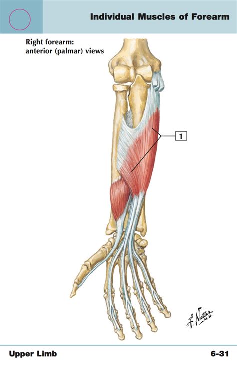 Find out what to use (heat vs. Anatomy Practical Upper Limb bones ligaments and muscles - AnkiWeb