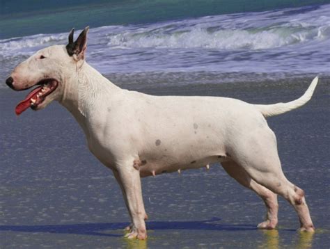 As 10 raças de cães mais perigosas do mundo Webtudo Curiosidades