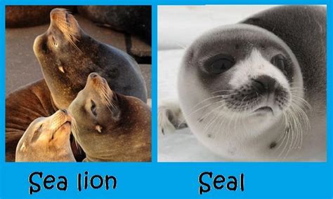 When used as nouns, sea lion means a marine mammal of any of several genera in the family otariidae (the eared seals), whereas seal means a pinniped (pinnipedia), particularly an earless seal (true seal) or eared seal. Difference Between Sea Lion and Seal: http://www ...