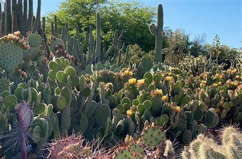 Desert Botanical Garden In Phoenix Az Zen Life And Travel