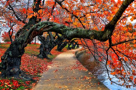 Nature Trees Fall Leaves Red Path Park Water Bench Wallpapers