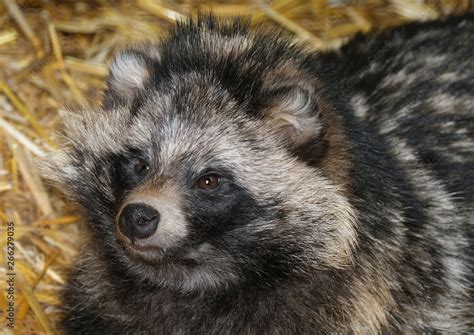 Racoon Dog The Raccoon Dog Also Known As The Mangut Tanuki Or