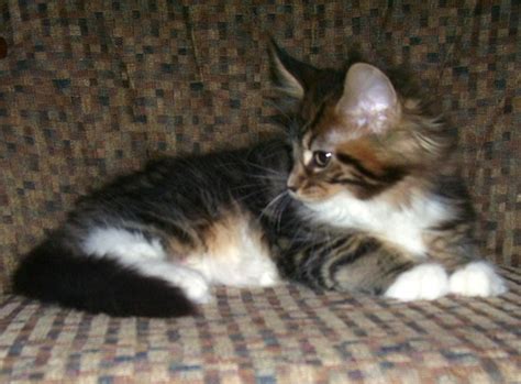 Where to find maine coon kittens for free. Maine coon kittens northeast ohio