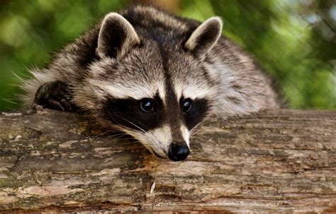 What To Do When You Find Raccoons In Your Yard Amco Ranger