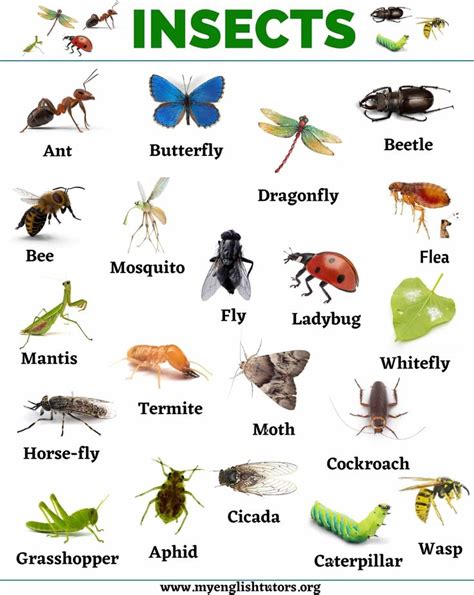 Insects List Of 20 Names Of Insects In English Animals Name In