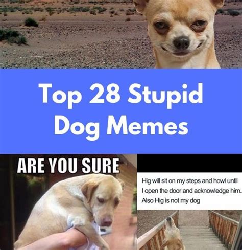 Top 28 Stupid Dog Memes Dude Memes